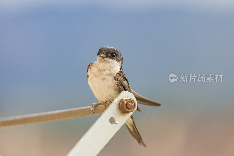 谷仓燕子(Hirundo rustica)在我的窗口靠近。躺在我的衣架上